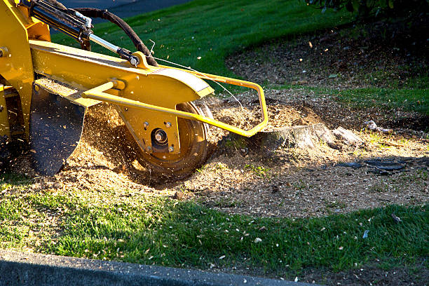 Best Fruit Tree Pruning  in Greer, SC